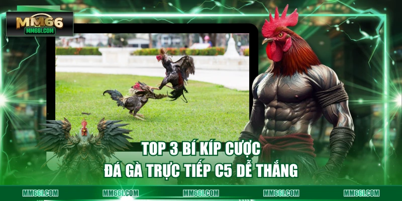 Top 3 bí kíp cược đá gà trực tiếp C5 dễ thắng